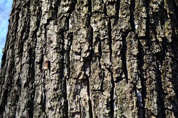 Bark texture background pattern crack old brown for design
