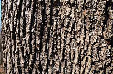 Bark texture background pattern crack old brown for design