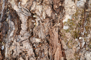 Bark texture background pattern crack old brown for design