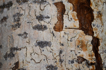 Bark texture background pattern crack old brown for design