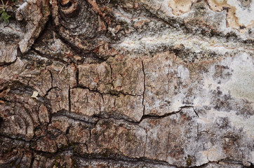 Bark texture background pattern crack old brown for design