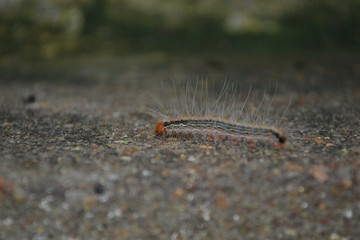 worm on the ground