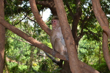 monkey on a tree