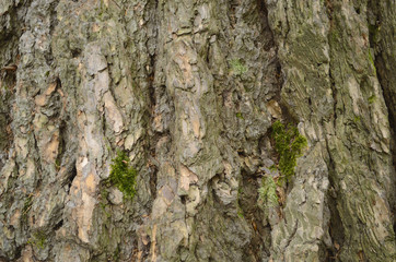 Bark texture background pattern crack old brown for design