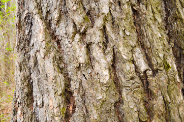 Bark texture background pattern crack old brown for design