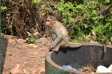 monkey in the dustbin