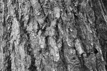 Bark texture background pattern crack old brown for design