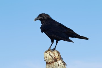 Cuervo de perfil postrado en palapa con fondo en el cielo
