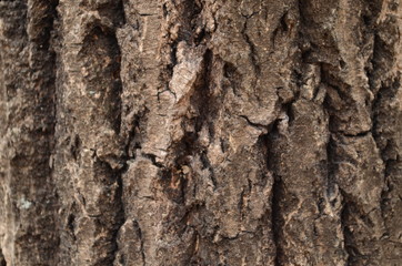 Bark texture background pattern crack old brown for design