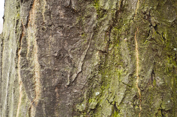 Bark texture background pattern crack old brown for design