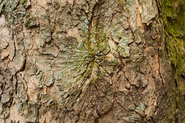 Bark texture background pattern crack old brown for design