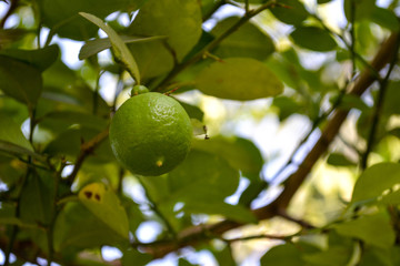 lemon on tree