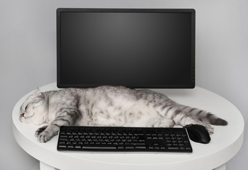 gray cat breed Scottish Fold lays and sleeps on a white table on a gray background next to a black...