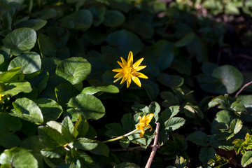 First spring yellow flowers with 8 petals and green shiny round leaves - fig buttercup ot ficaria verna. Floral spring background