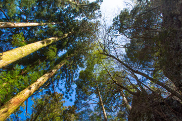 玉置神社 © こう