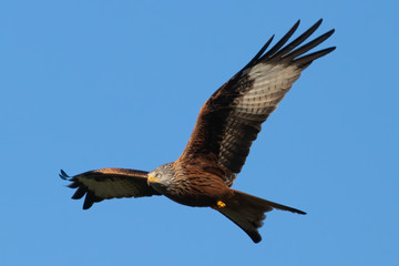 Rotmilan (milvus milvus) in der Luft Portrait vor blauem Himmel aufgenommen in Deutschland, Mecklenburg Vorpommern