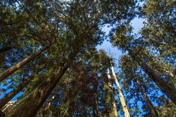 玉置神社 © こう