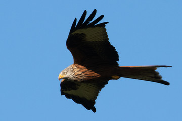 Rotmilan (milvus milvus) in der Luft vor blauem Himmel Portrait aufgenommen in Deutschland, Mecklenburg Vorpommern