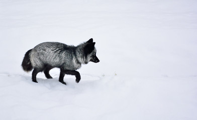 Black fox runs in the snow