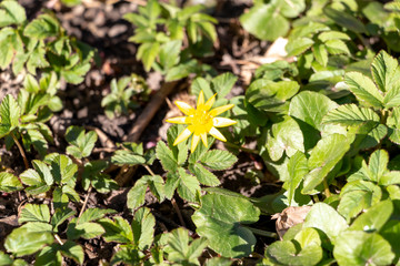 First spring yellow flowers with 8 petals and green shiny round leaves - fig buttercup ot ficaria verna. Floral spring background