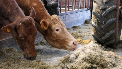 Cattle eating silage grass through a gate in a shed at a farm