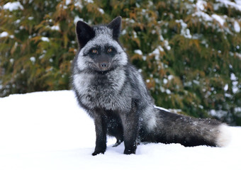 Black fox sits in the snow
