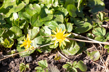 First spring yellow flowers with 8 petals and green shiny round leaves - fig buttercup ot ficaria verna. Floral spring background