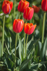 Tulips