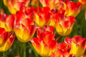 Tulips