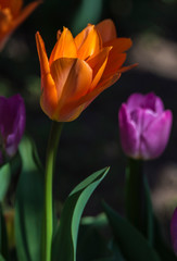 Fototapeta premium Tulips