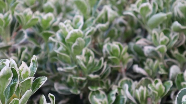 The white variegated Euonymus European. Garden ornamental plant