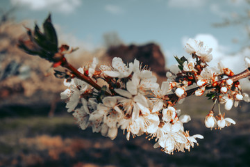 Kirschblüten Baum  - 339054600