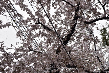 桜と電線と雪
