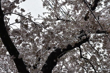 桜と電線と雪