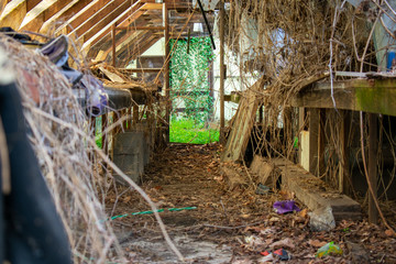 Inside an Abandoned and Overgrown Greenhouse