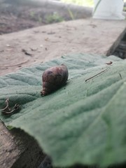 Naturr