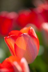 Closeup of tulip petal in red