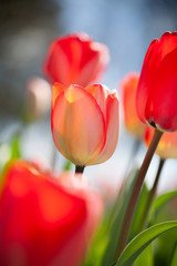 Red tulip flowers blooming in springtime
