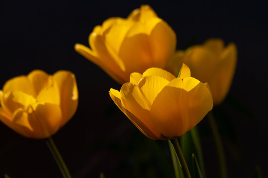 group of yellow tulips in the sunlight
