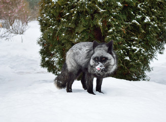Black fox sits in the snow