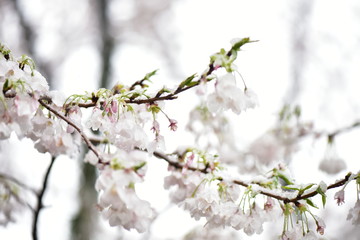 桜と雪