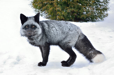 Black fox in a beautiful color in winter