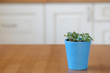 A pot with microgreen sprouts standing on the kitchen table