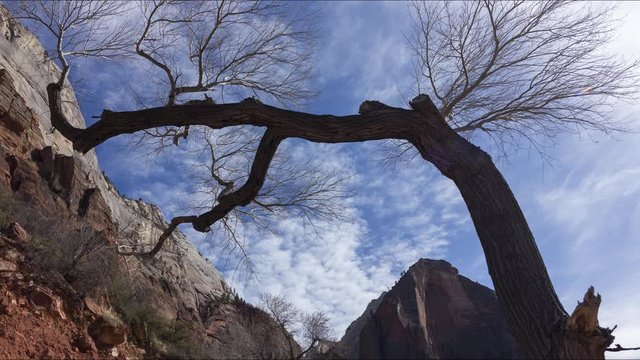 A timelapse of clouds flowing over a tree which is bent precariously over the Scenic Drive in Zion National Park.