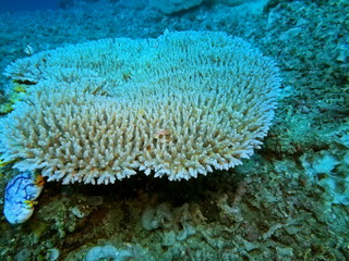 Naklejka na ściany i meble The amazing and mysterious underwater world of Indonesia, North Sulawesi, Manado, stone coral