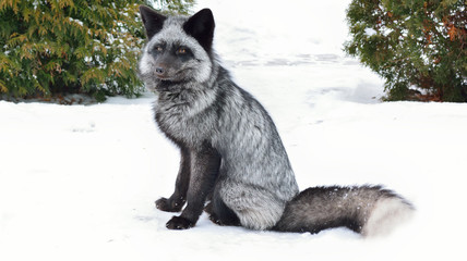 Black fox sits in the snow