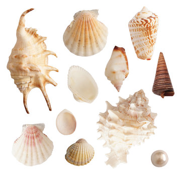 Set of sea shells and pearls, isolated photo