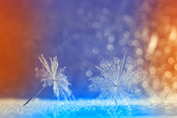 Beautifully abstract macro dandelion seeds on a colored bokeh background. Delicate summer art image. Selective soft focus.