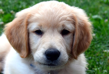 golden retriever puppy with biscuit hair © Weronika