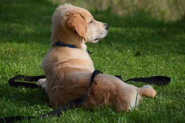 golden retriever puppy lies on the grass © Weronika